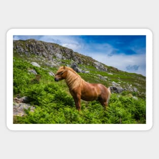 Welsh Mountain Pony Magnet